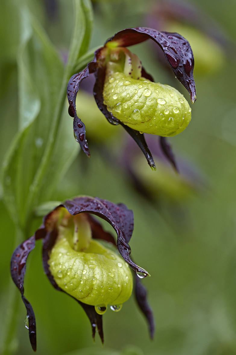 Gelber Frauenschuh (Cypripedium calceolus)