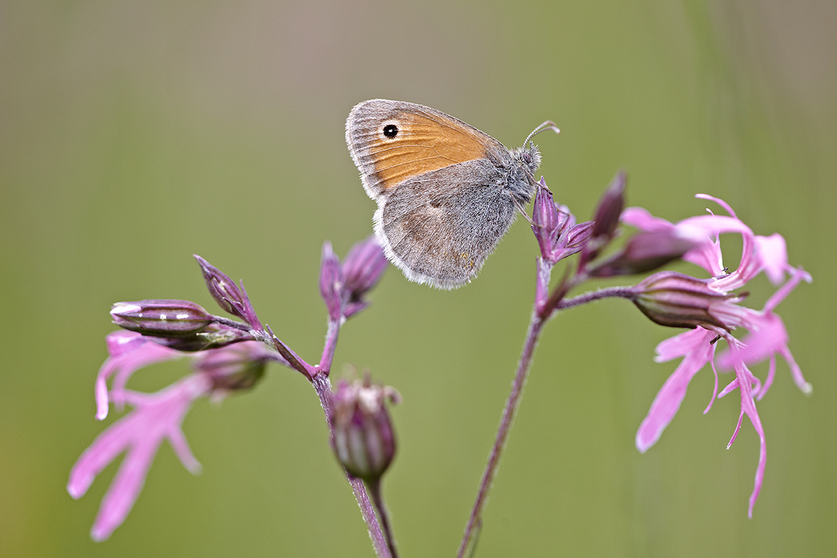 Kleines WiesenvÃ¶gelchen (Coenonympha pamphilus) 