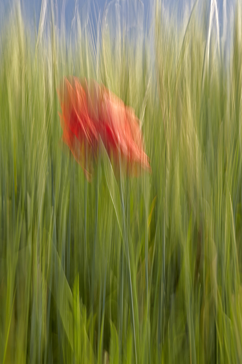 Mohn