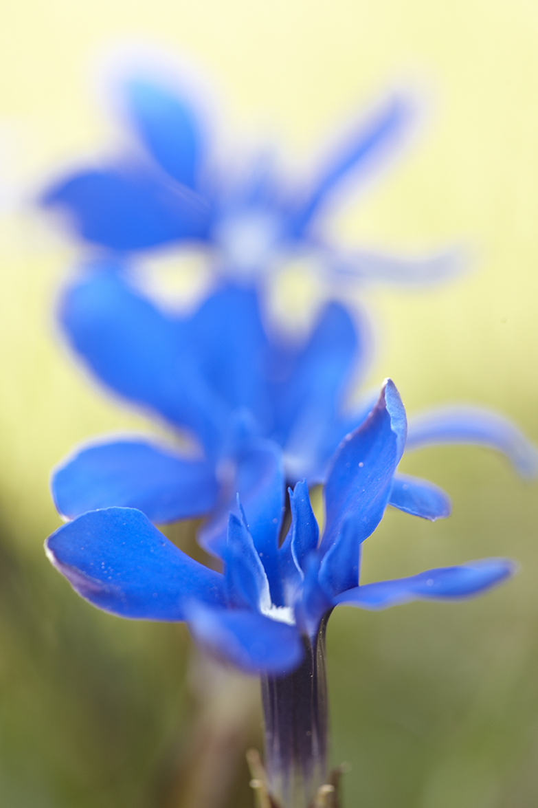 FrÃ¼hlings-Enzian (Gentiana verna)