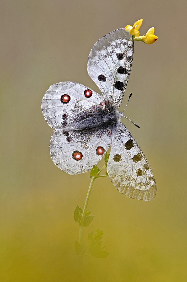 Apollofalter (Parnassius apollo)