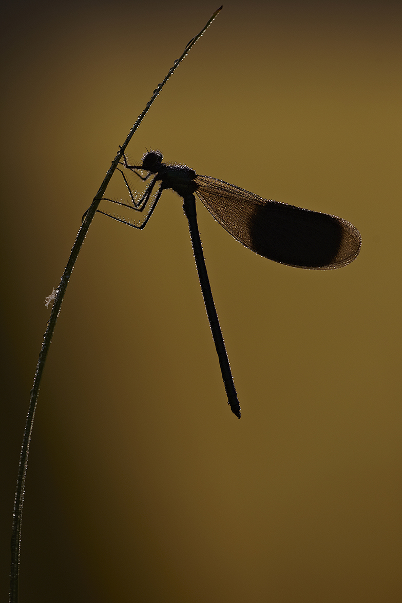 GebÃ¤nderte Prachtlibelle (Calopteryx splendens)