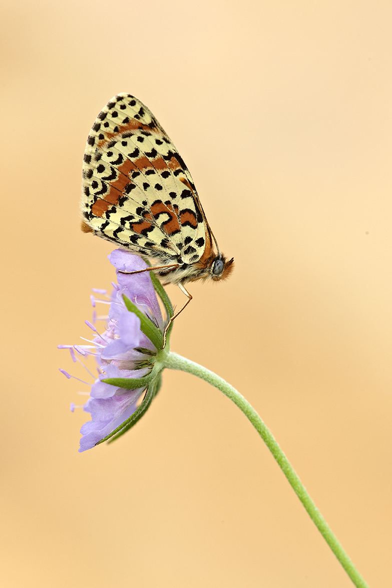 Roter Scheckenfalter (Melitaea didyma)