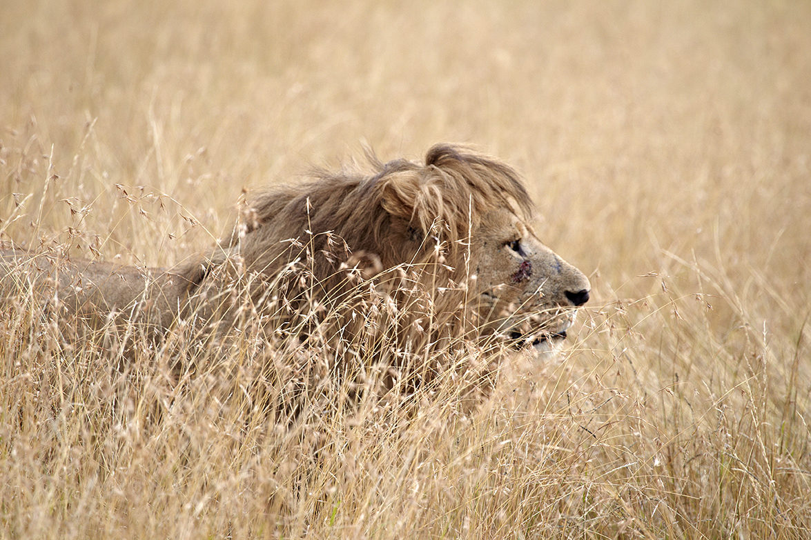 LÃ¶we (Panthera leo)
