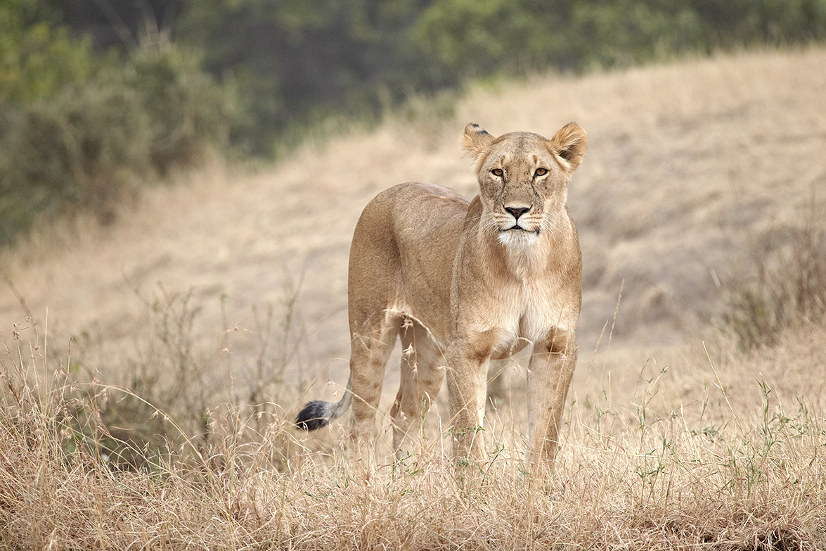 LÃ¶we (Panthera leo)
