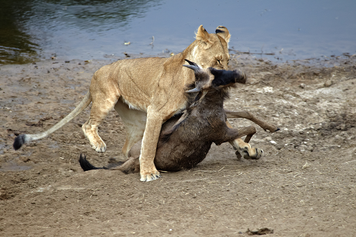 LÃ¶we (Panthera leo)