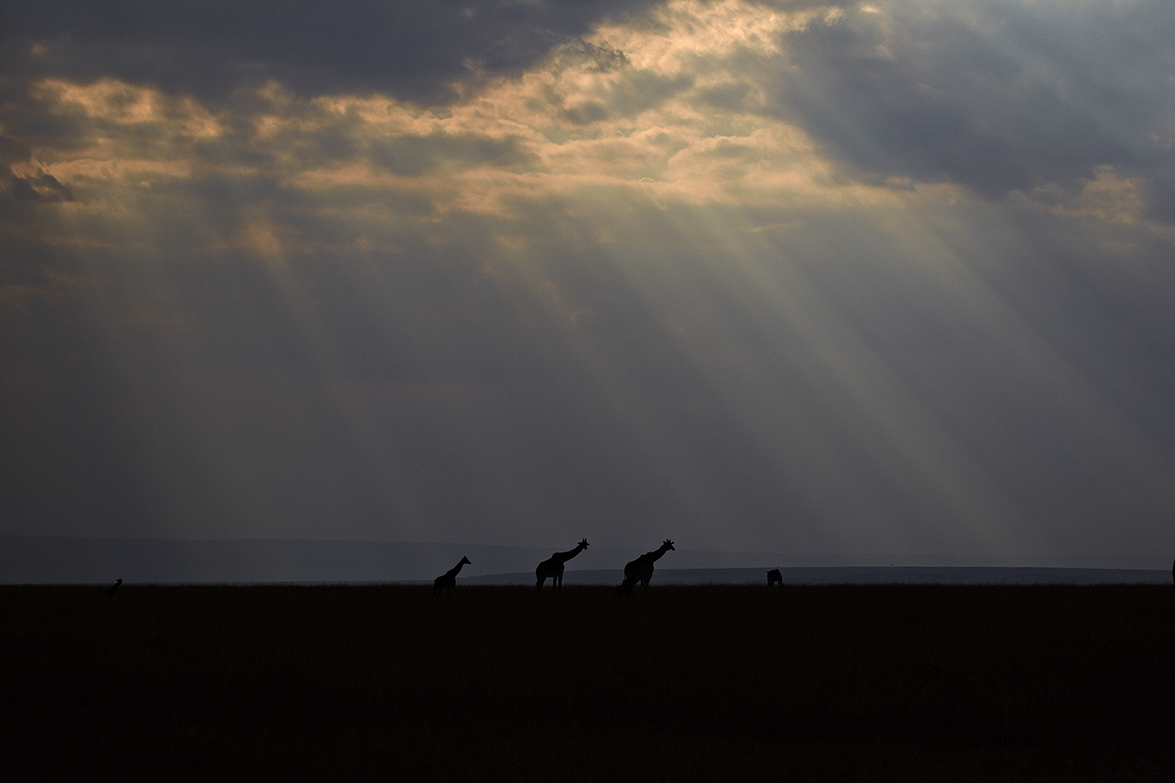 Giraffe (Giraffa camelopardalis)
