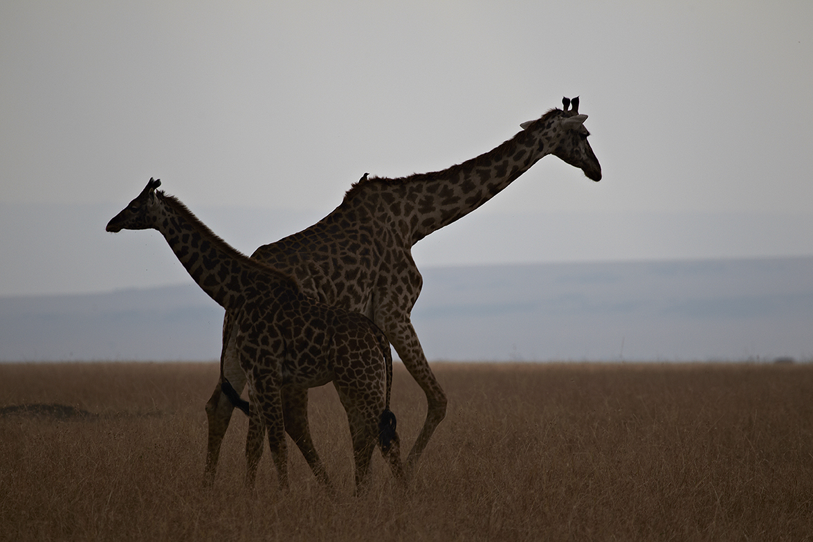 Giraffe (Giraffa camelopardalis)