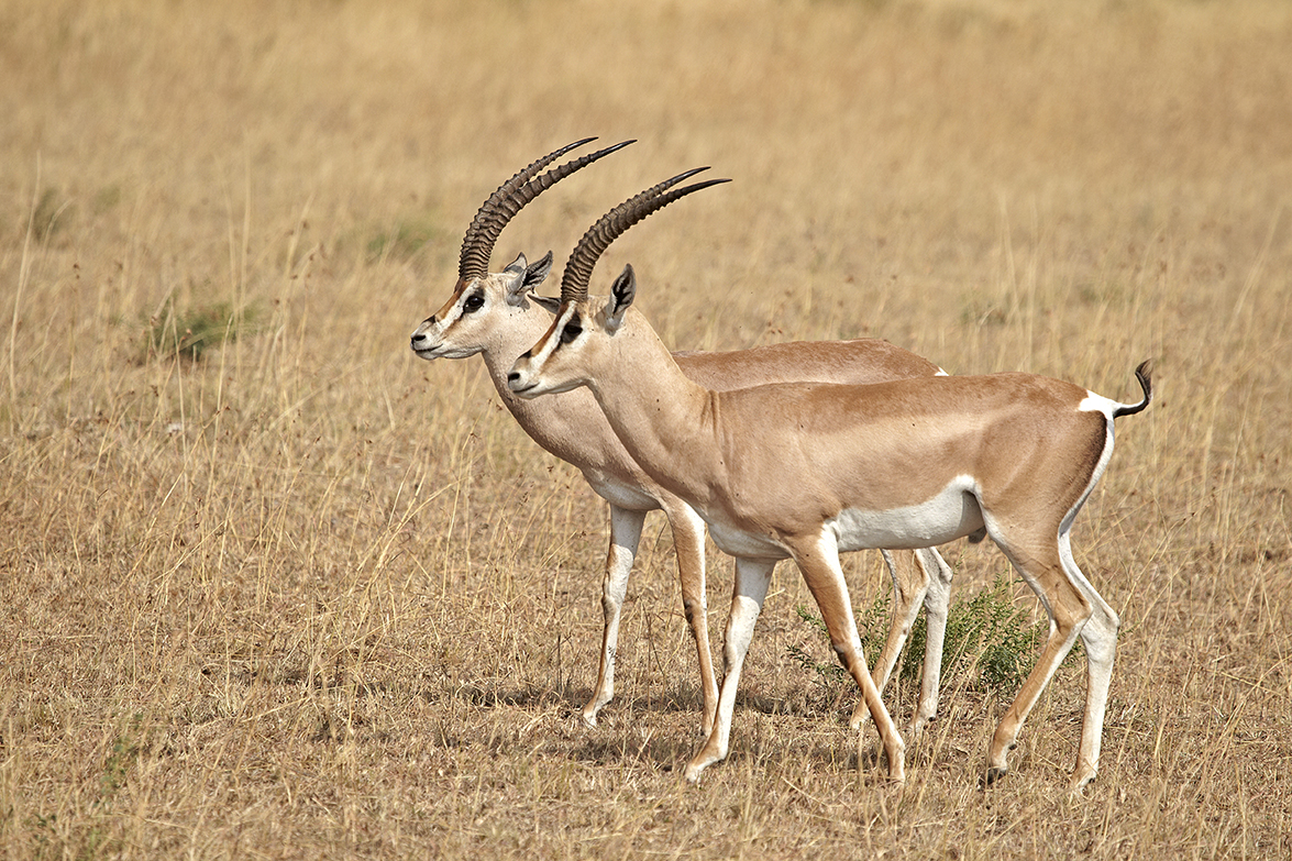 Grant-Gazelle (Nanger granti)