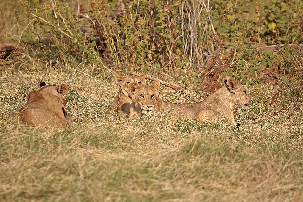 LÃ¶we (Panthera leo)