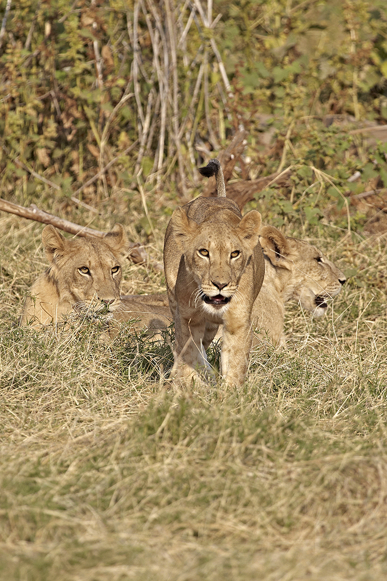 LÃ¶we (Panthera leo)