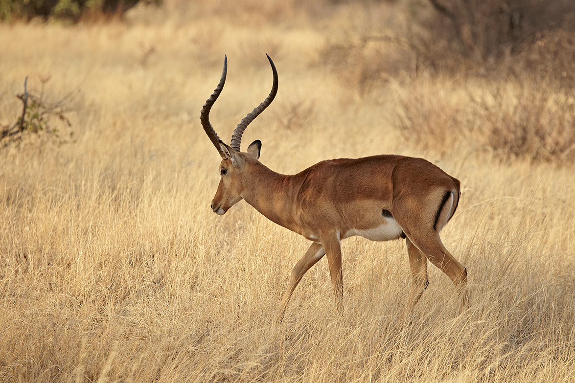 Impala (Aepyceros melampus)