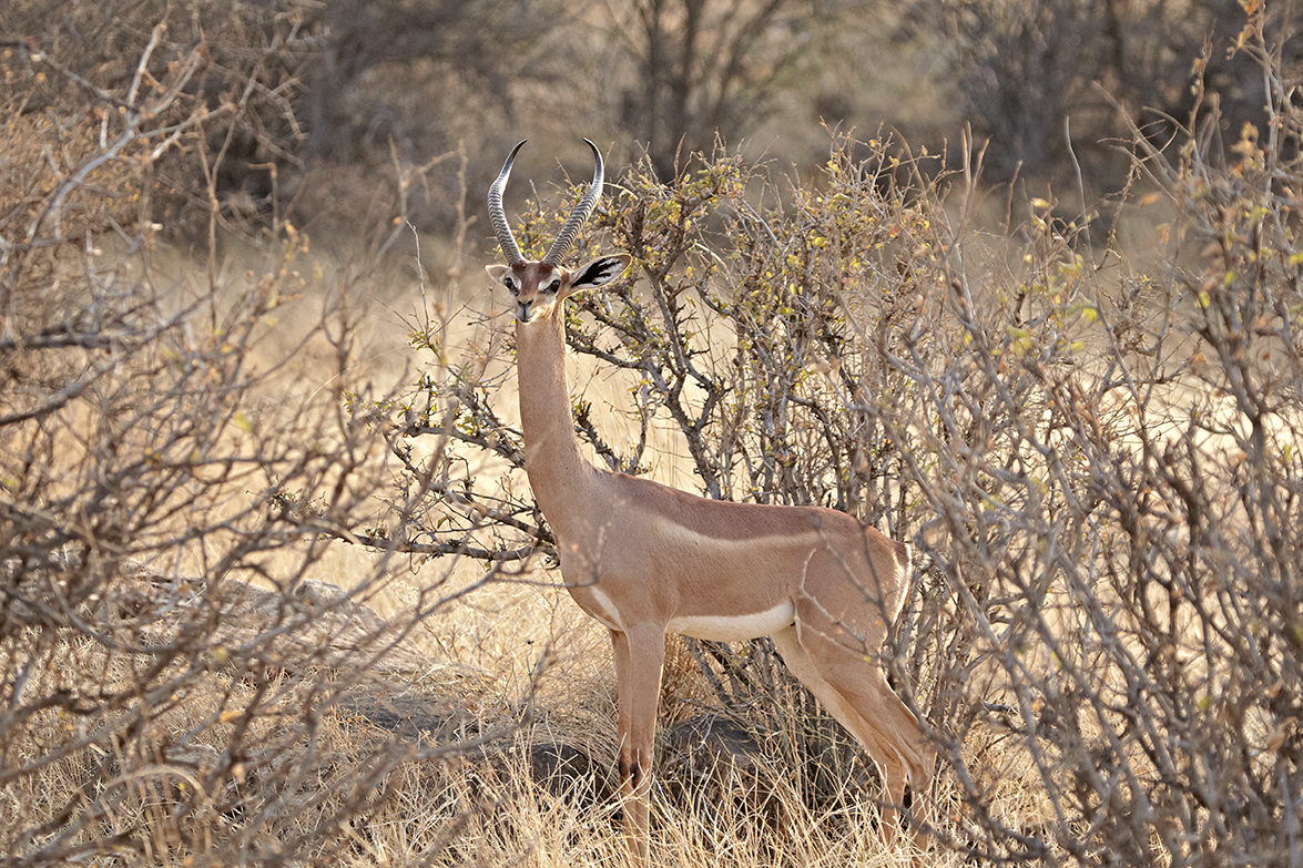 Giraffengazelle (Litocranius walleri)