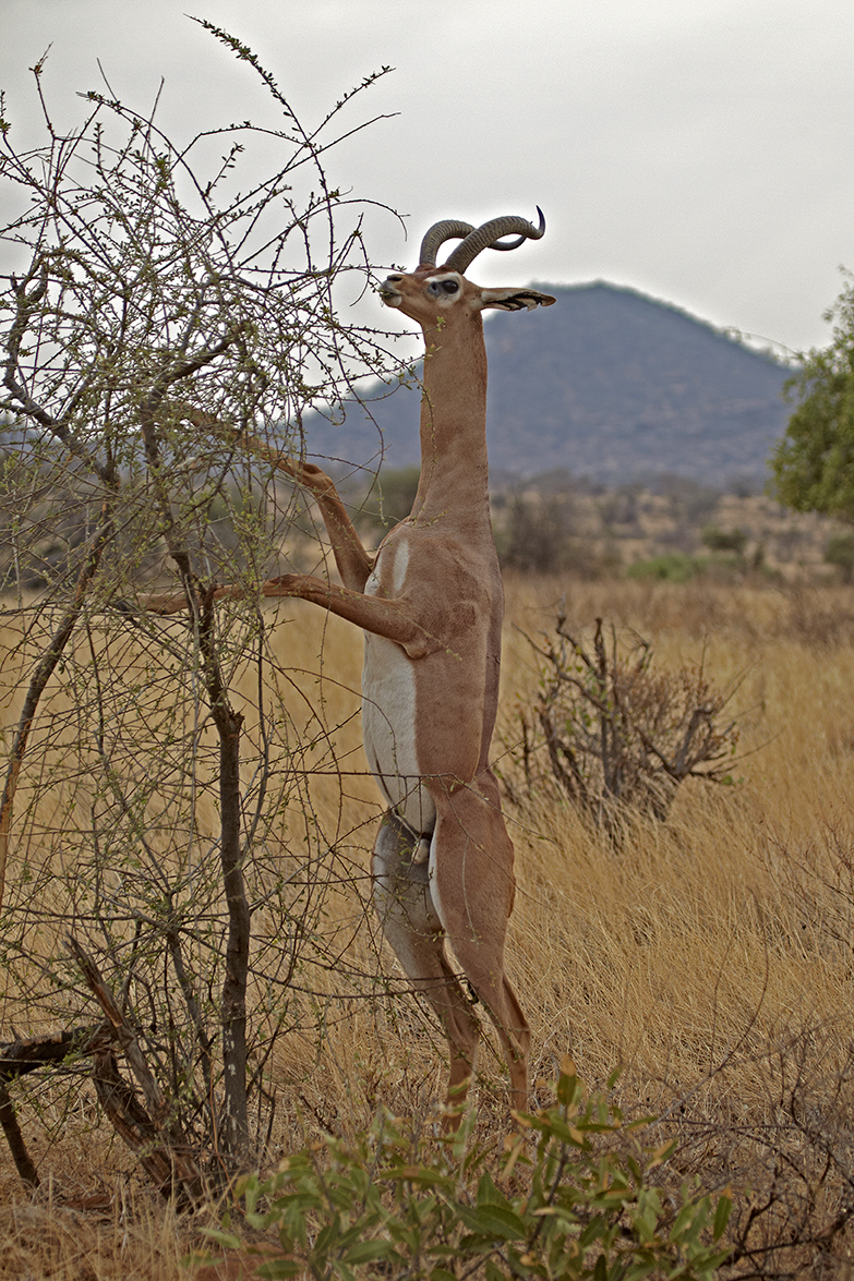 Giraffengazelle (Litocranius walleri)