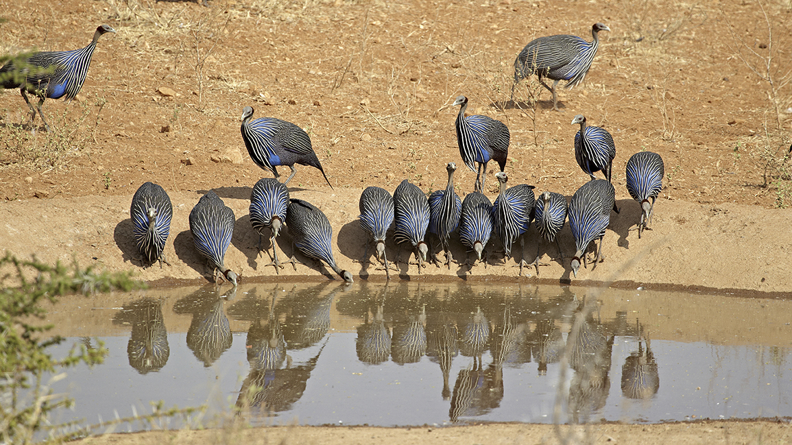 Geierperlhuhn (Acryllium vulturinum)