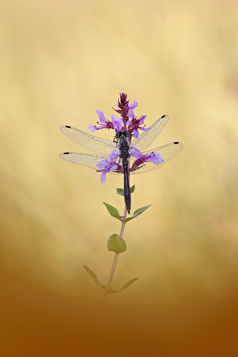 Schwarze Heidelibelle (Sympetrum danae)