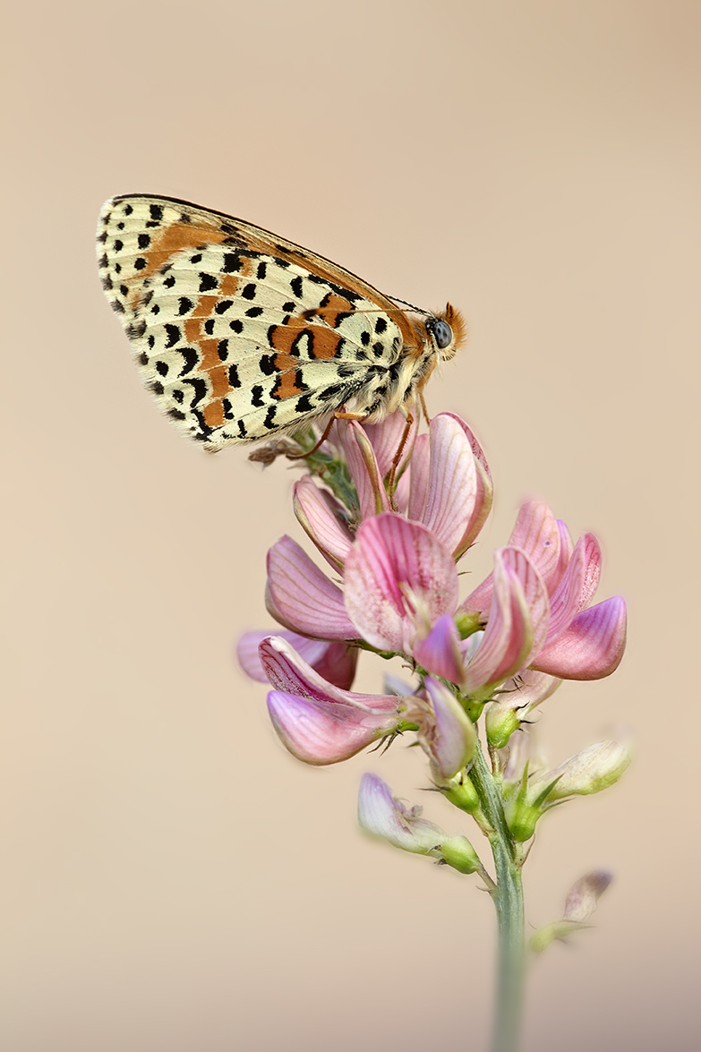 Roter Scheckenfalter (Melitaea didyma)