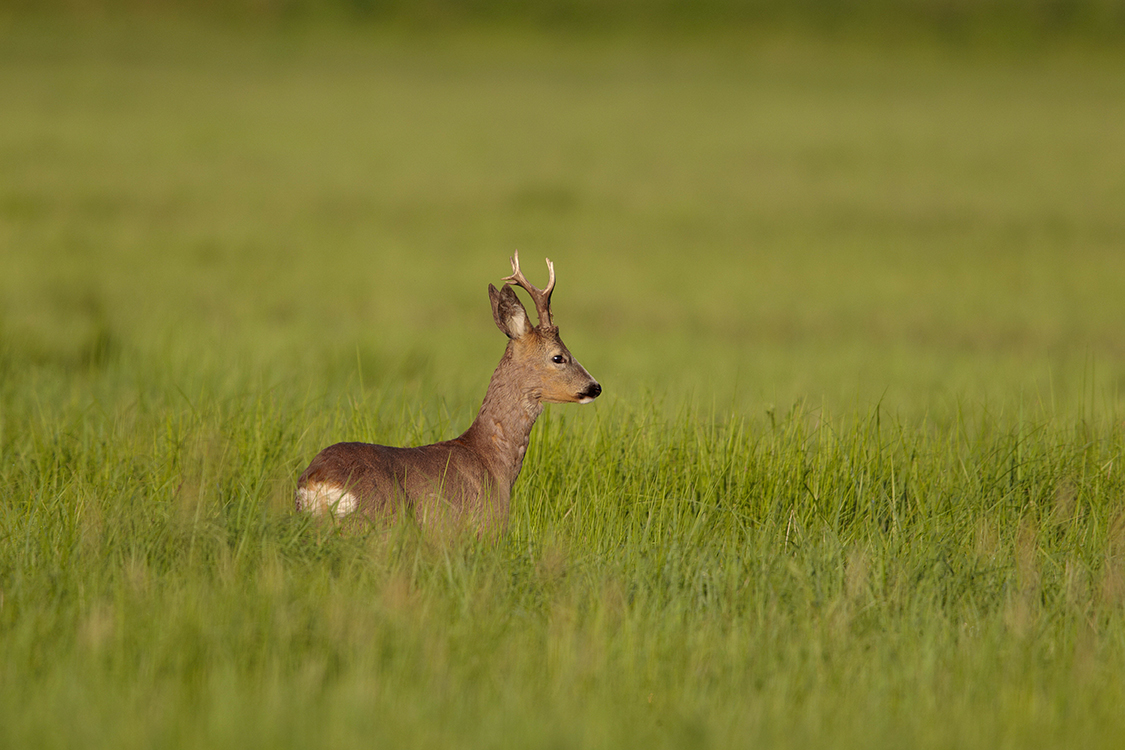 Rehbock (Capreolus capreolus)