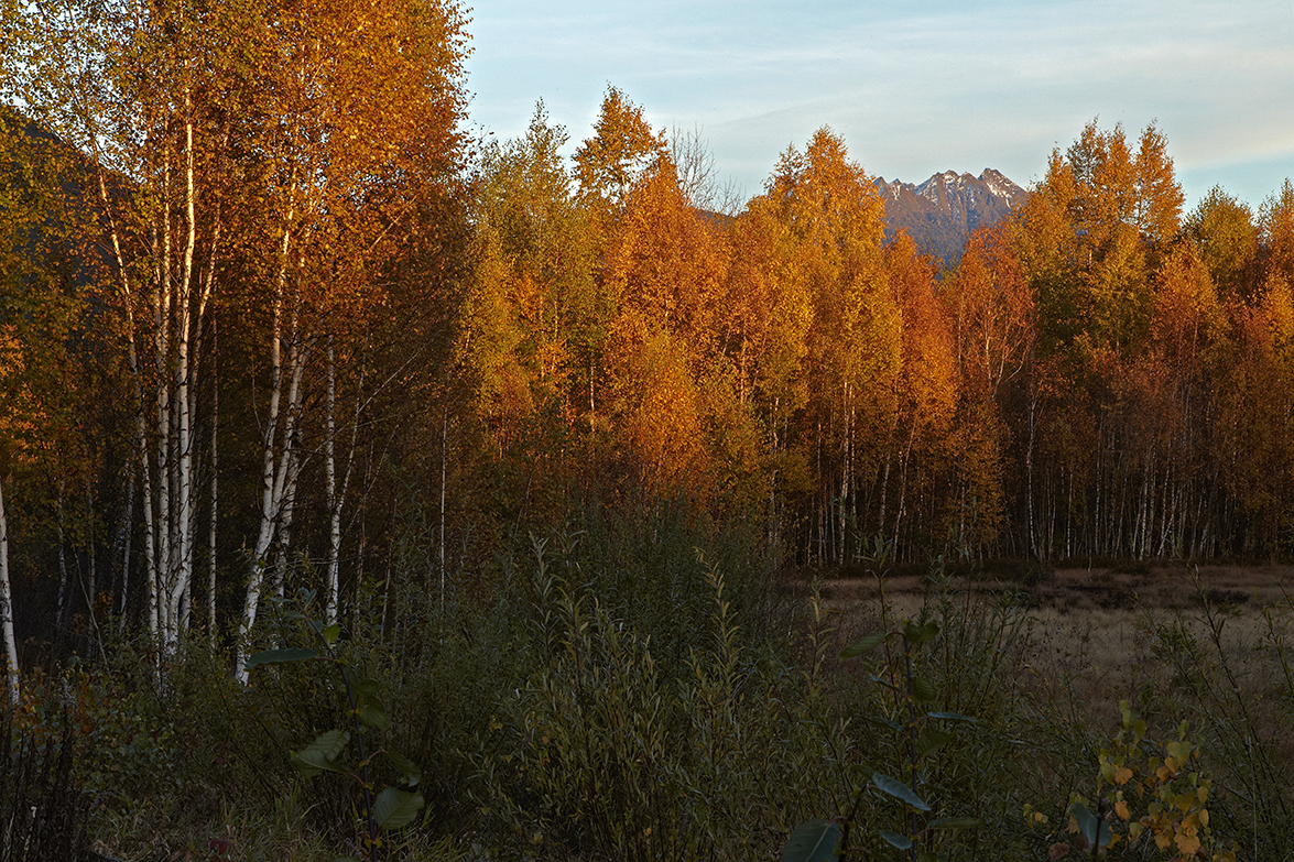 Moor im Herbst