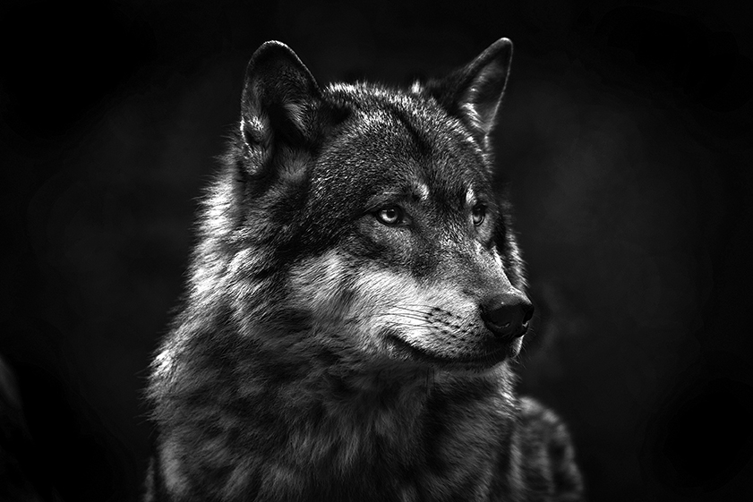 Wolf (Canis lupus)