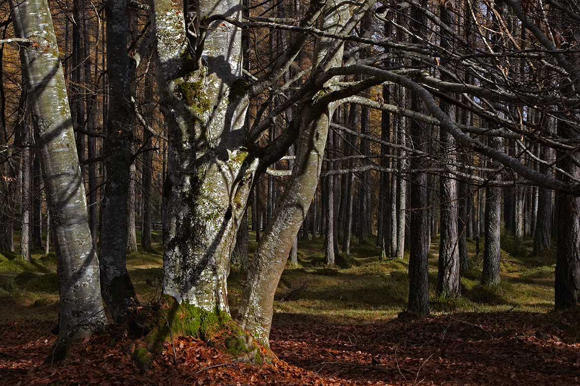 Herbstwald