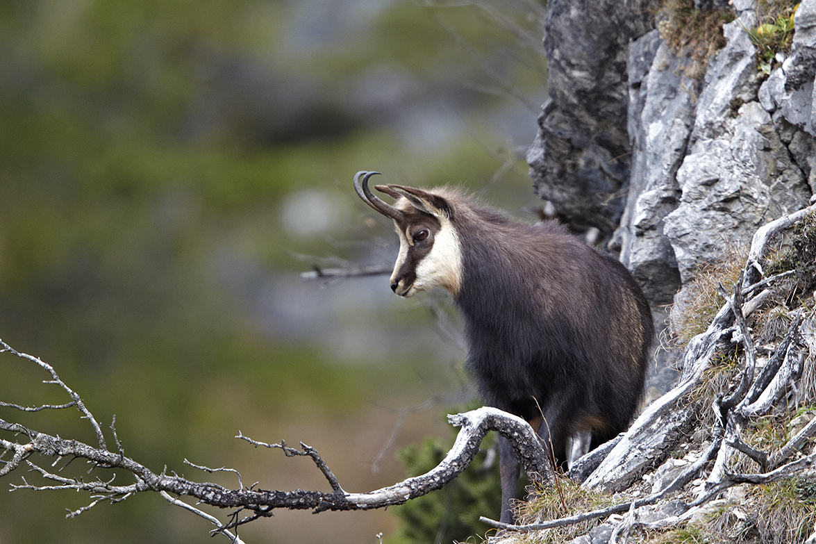 GÃ¤mse (Rupicapra rupicapra)