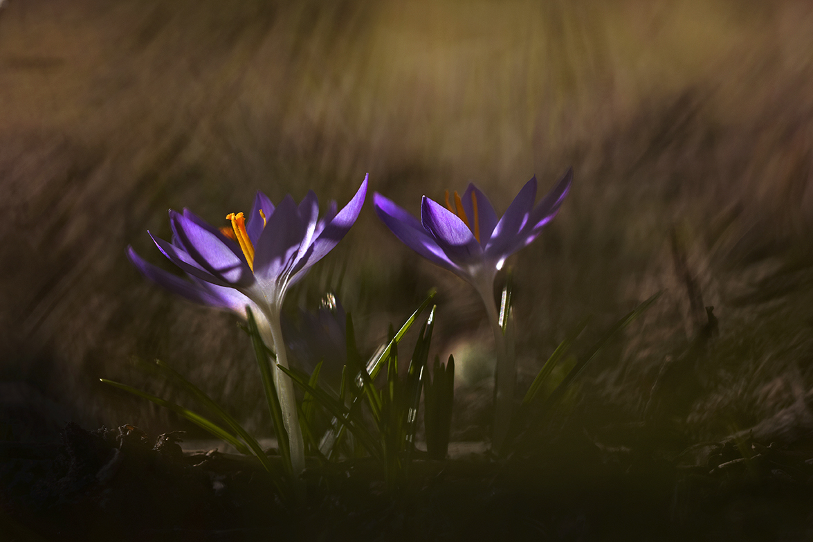 Krokus (Crocus)