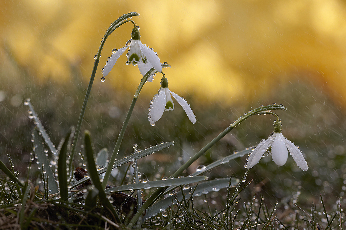 SchneeglÃ¶ckchen (Galanthus nivalis)