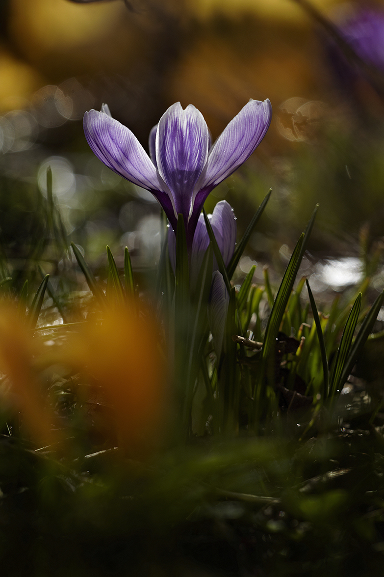 Krokus (Crocus)