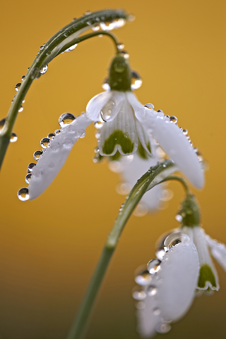 SchneeglÃ¶ckchen (Galanthus nivalis)