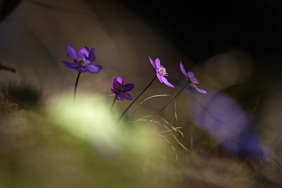 LeberblÃ¼mchen (Hepatica nobilis)