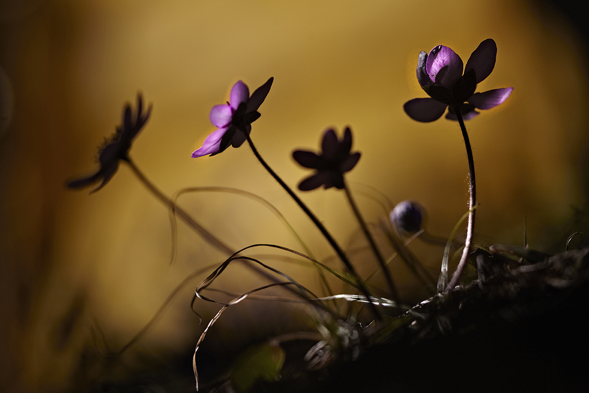 LeberblÃ¼mchen (Hepatica nobilis)