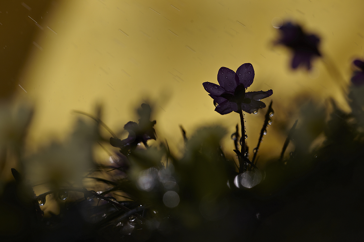 LeberblÃ¼mchen (Hepatica nobilis)