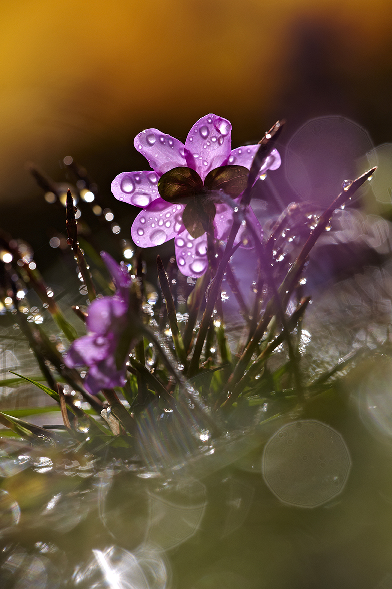 LeberblÃ¼mchen (Hepatica nobilis)