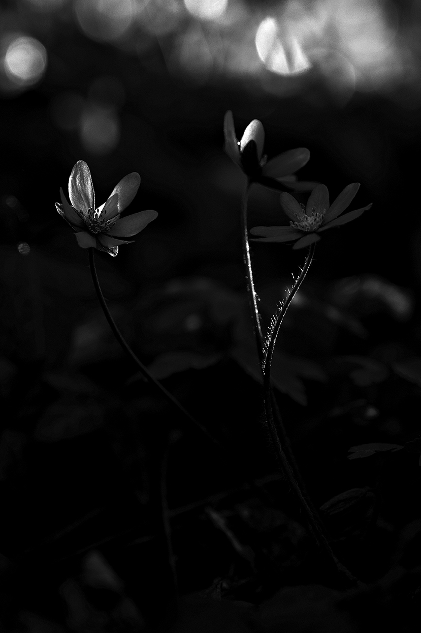 LeberblÃ¼mchen (Hepatica nobilis)