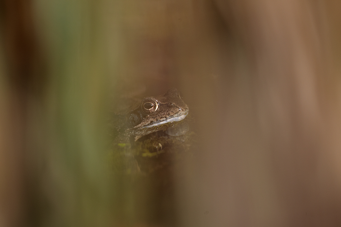 Grasfrosch (Rana temporaria)