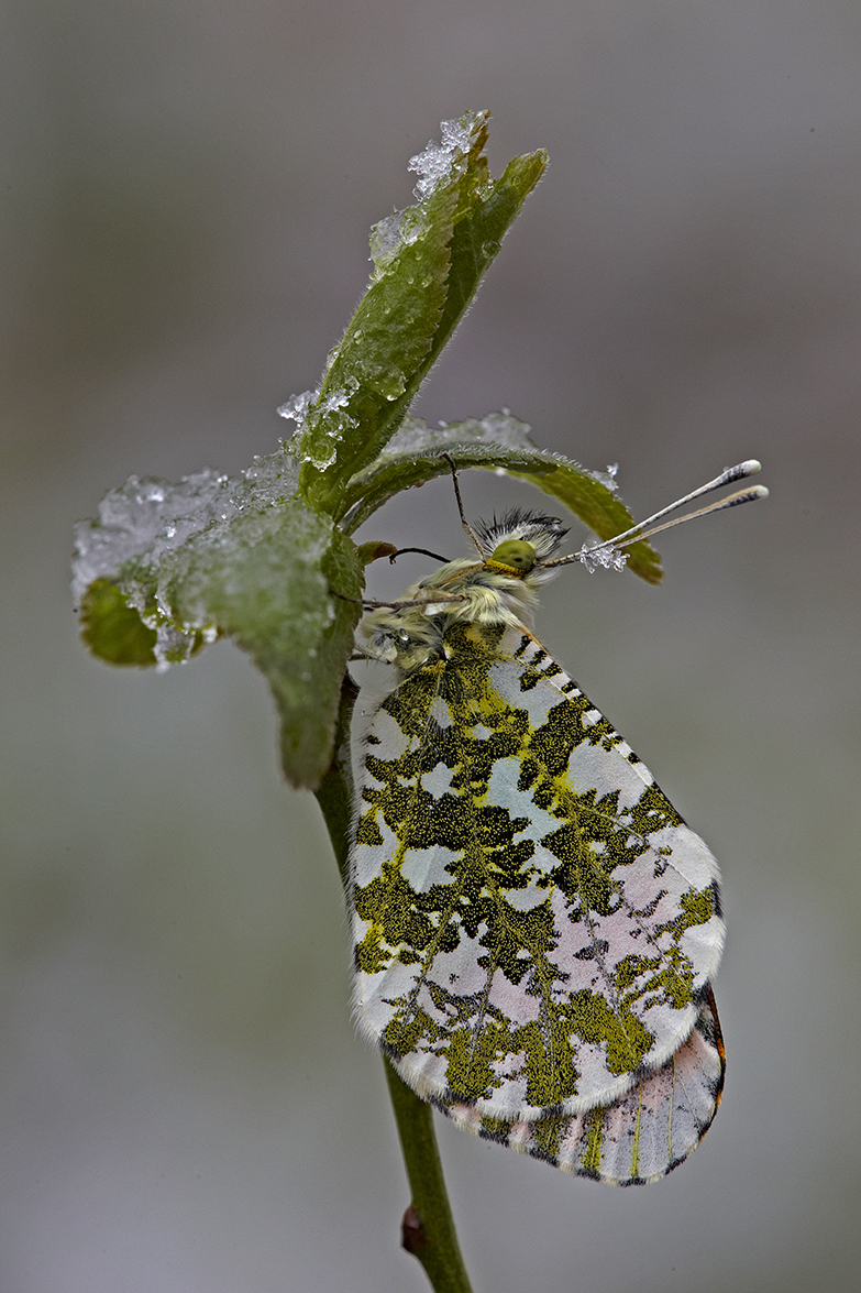 Aurorafalter (Anthocharis cardamines)