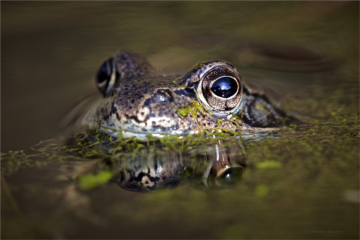 Grasfrosch (Rana temporaria)