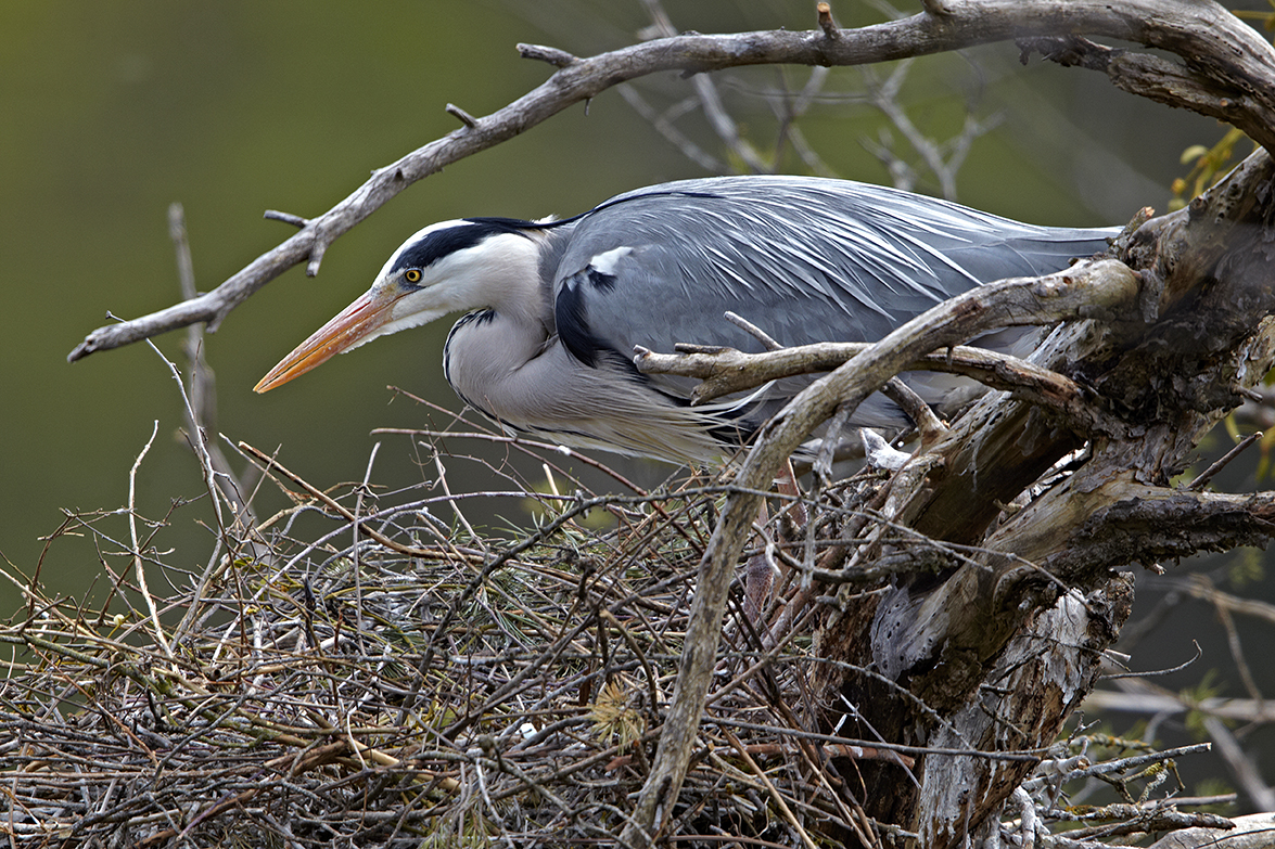 Graureiher (Ardea cinerea)