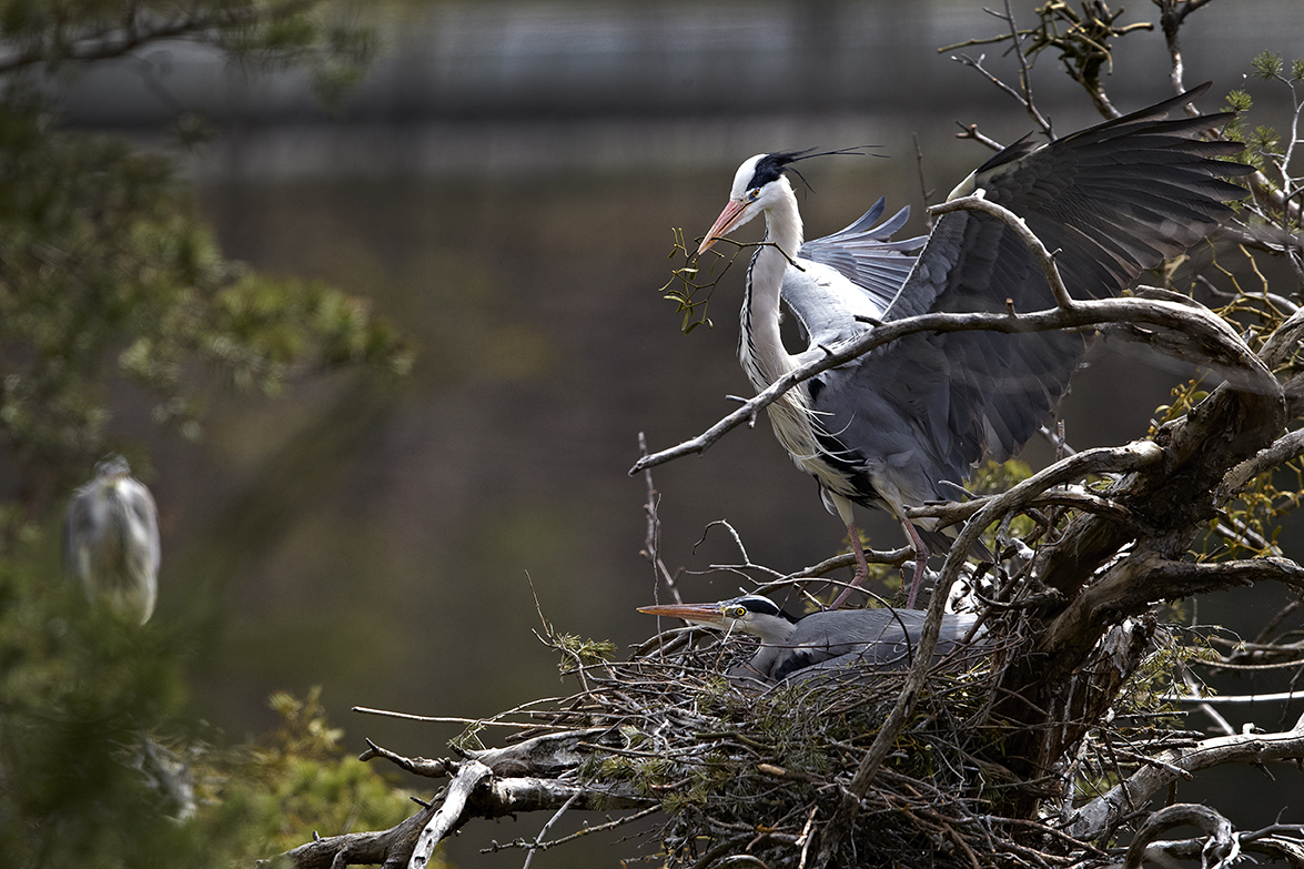 Graureiher (Ardea cinerea)