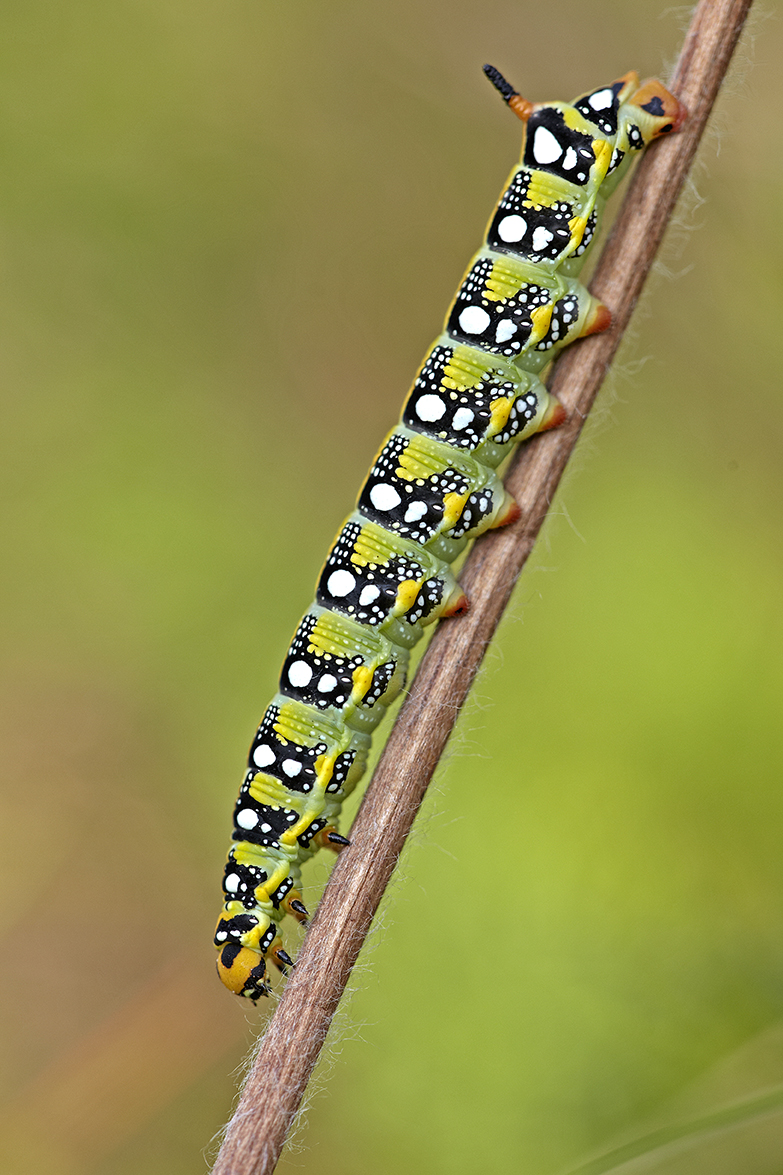 Raupe des WolfsmilchschwÃ¤rmer (Hyles euphorbiae)