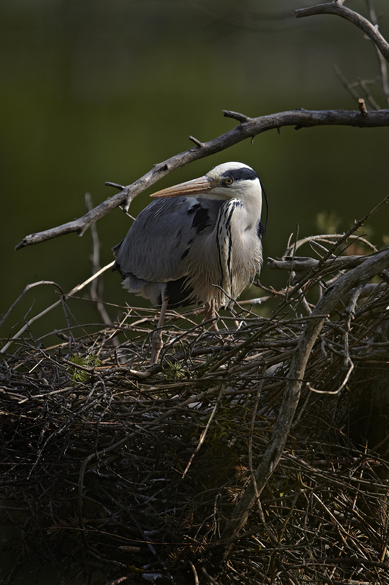 Graureiher (Ardea cinerea)