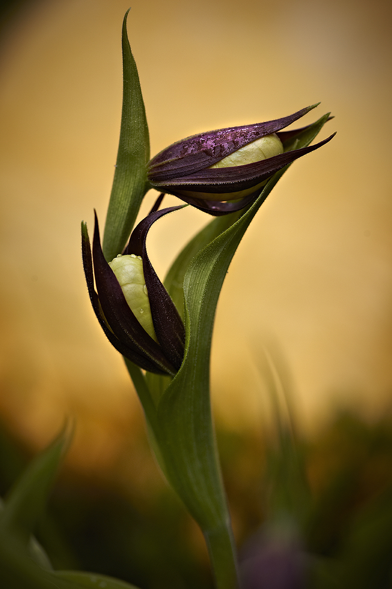 Gelber Frauenschuh (Cypripedium calceolus)