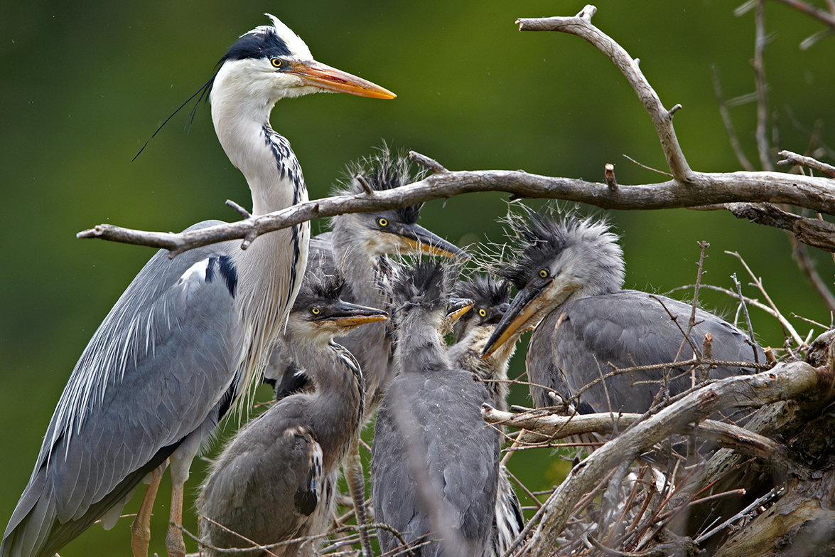 Graureiher (Ardea cinerea)