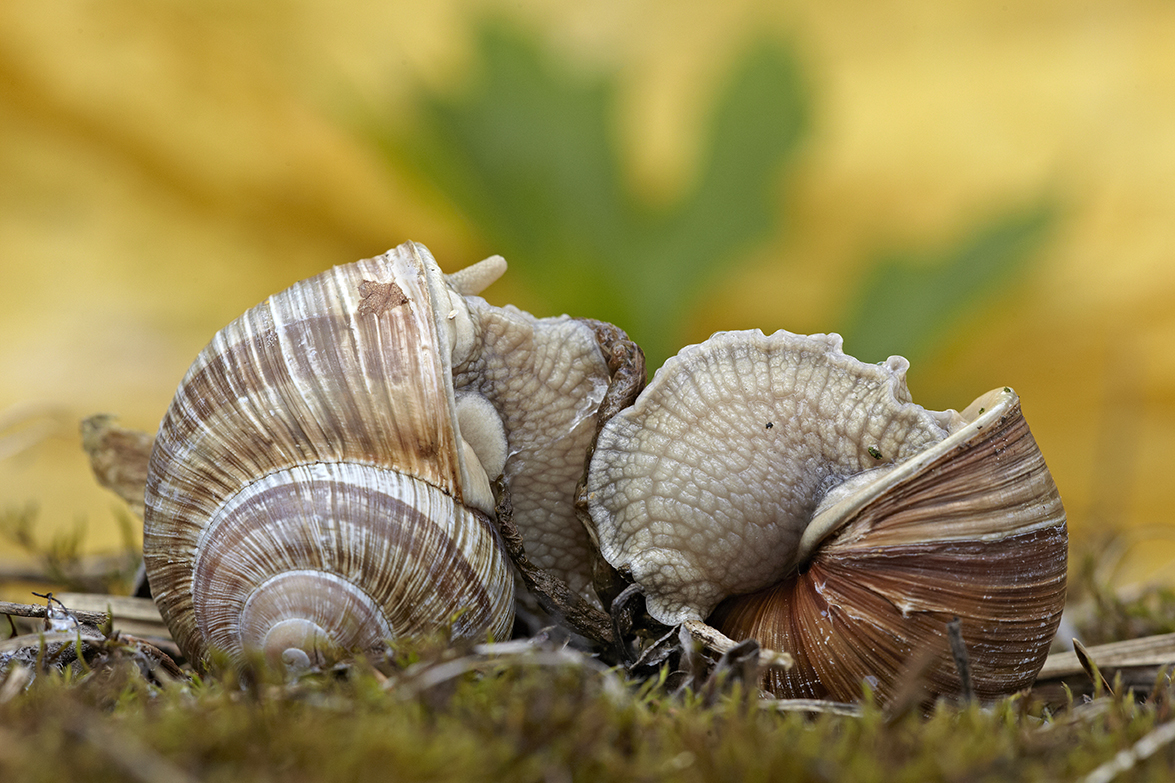 Weinbergschnecke (Helix pomatia)