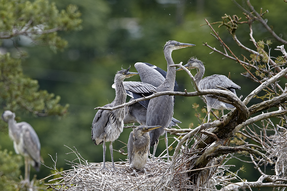 Graureiher (Ardea cinerea)