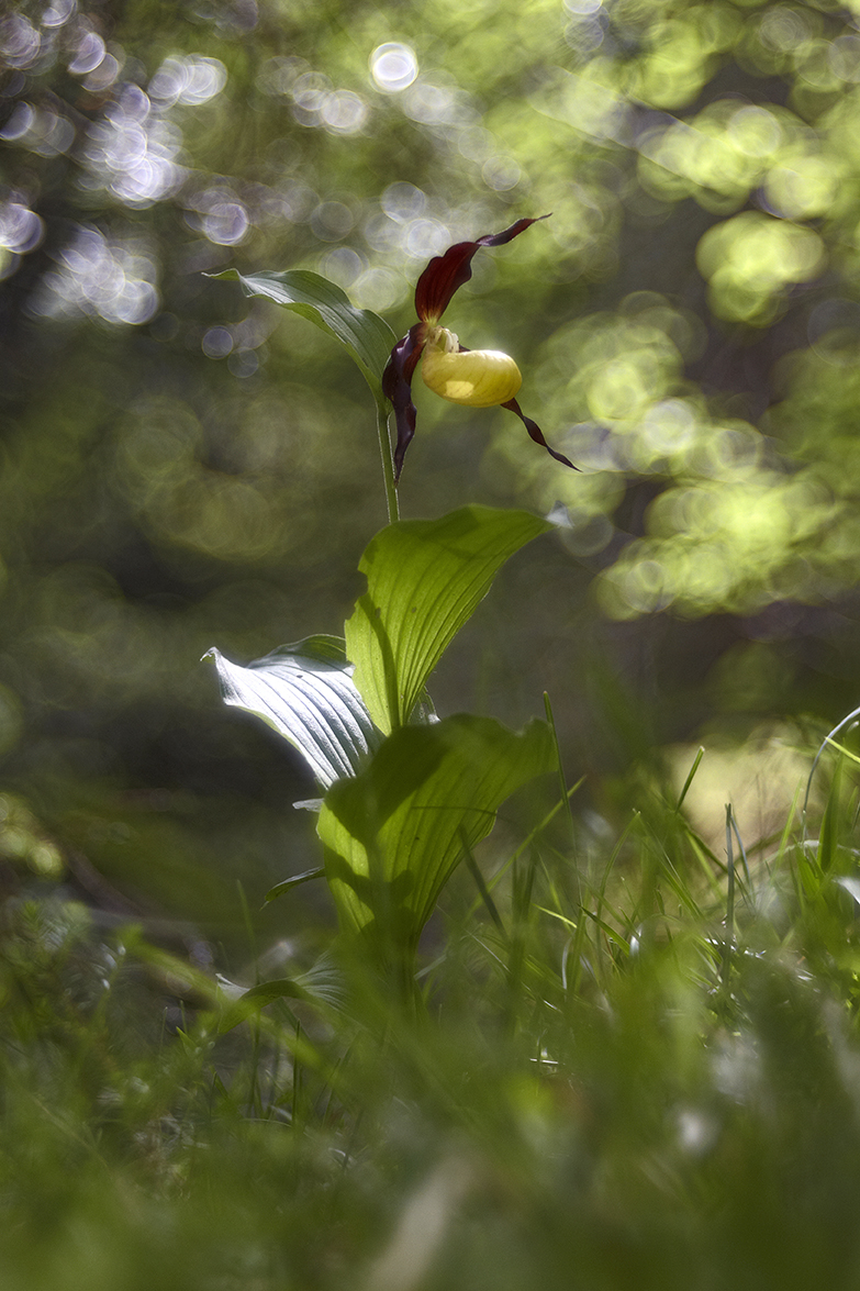 Gelber Frauenschuh (Cypripedium calceolus)