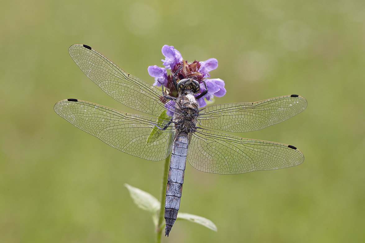  Spitzenfleck (Libellula fulva)