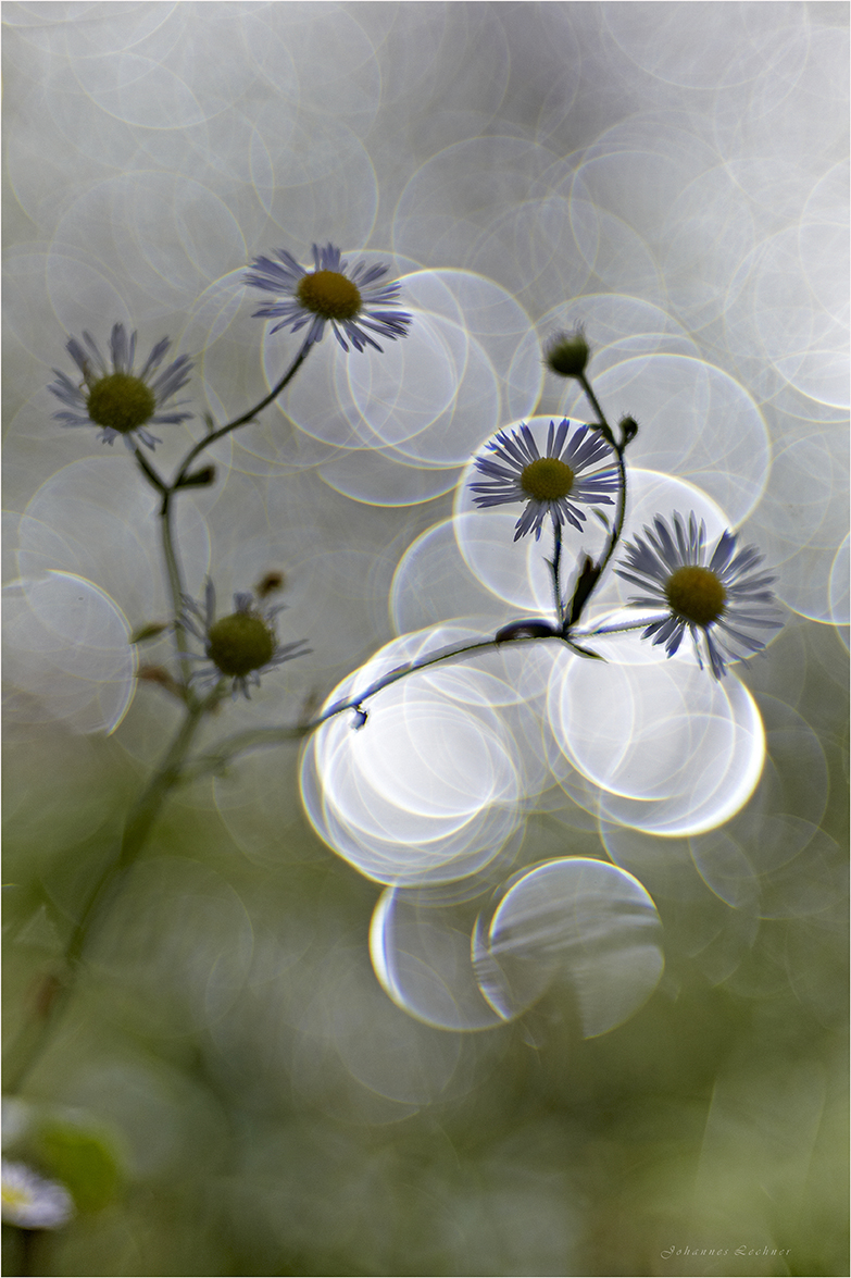 Feinstrahl (Erigeron annuus)