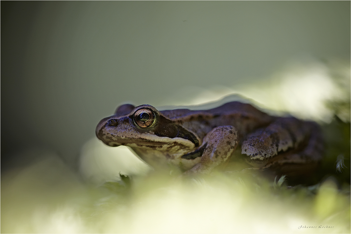Grasfrosch (Rana temporaria)